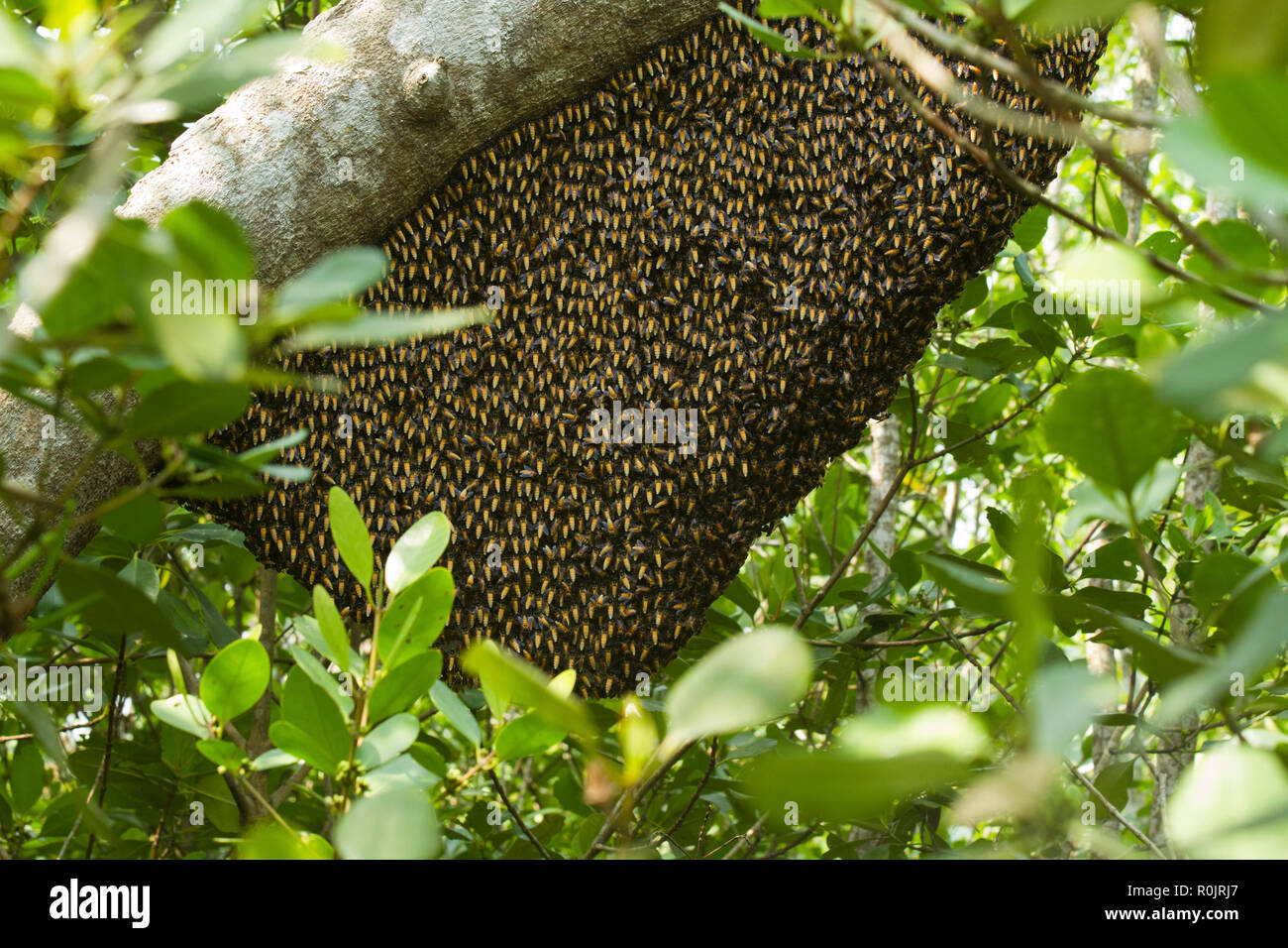 Biggest Beehive In The World