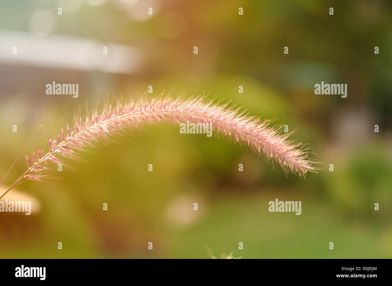 African grass hi-res stock photography and images - Alamy