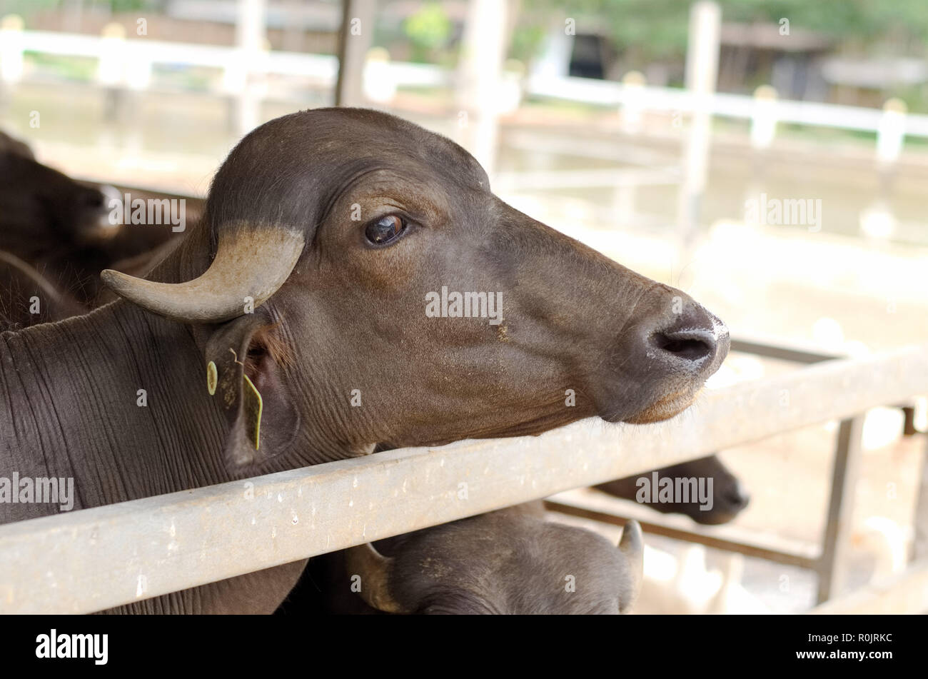 Cute domestic thai buffalo at buffalo shed in rural village of Thailand. Buffalo in a shed. Stock Photo