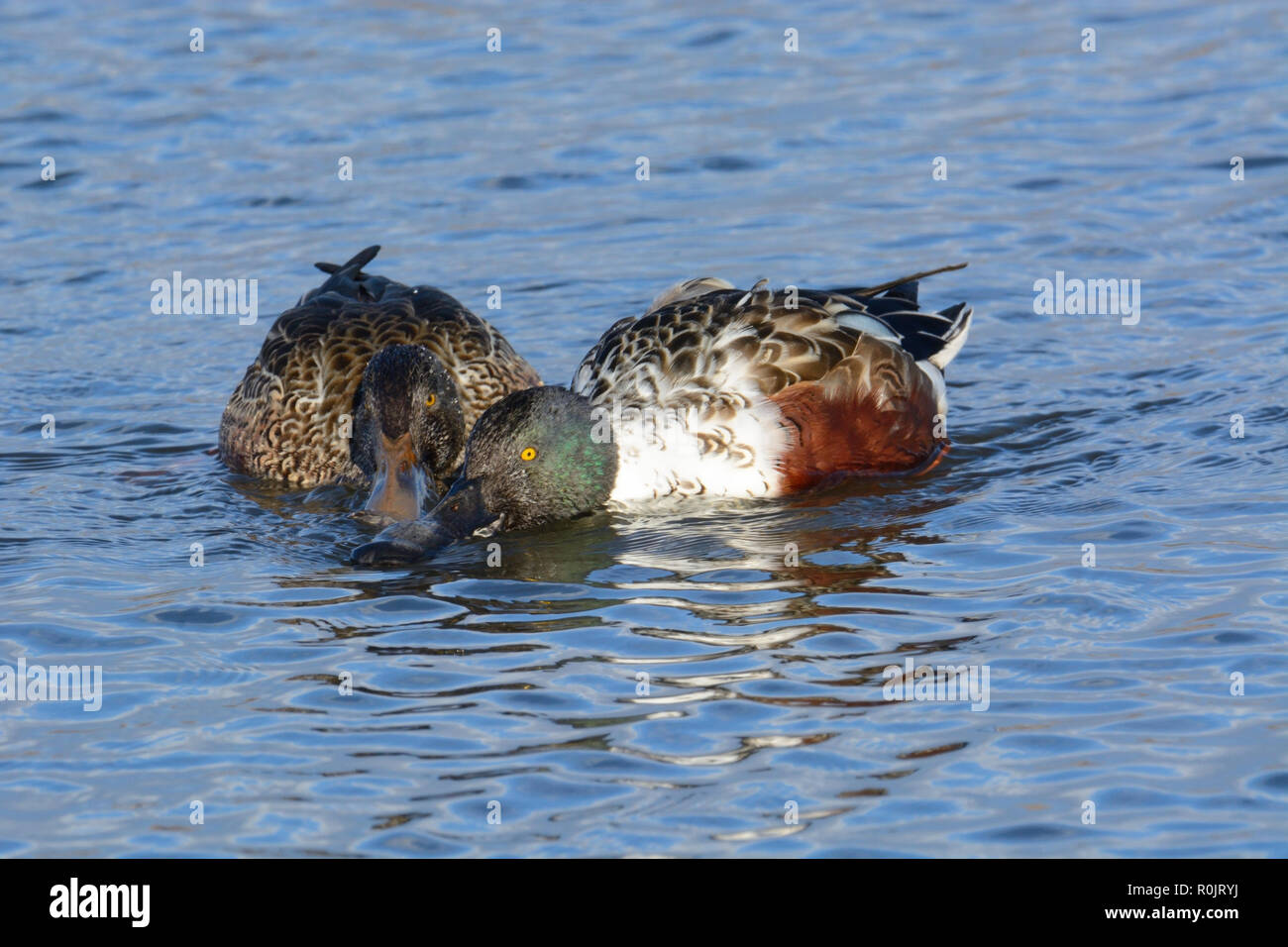 Male and female northern shoveler duck breeding pair or anas clypeata straining food through bills while swimming together Stock Photo