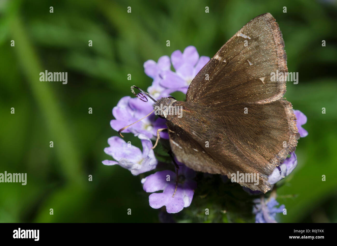 Northern Cloudywing, Cecropterus pylades, female on Vervain, Glandularia sp. Stock Photo