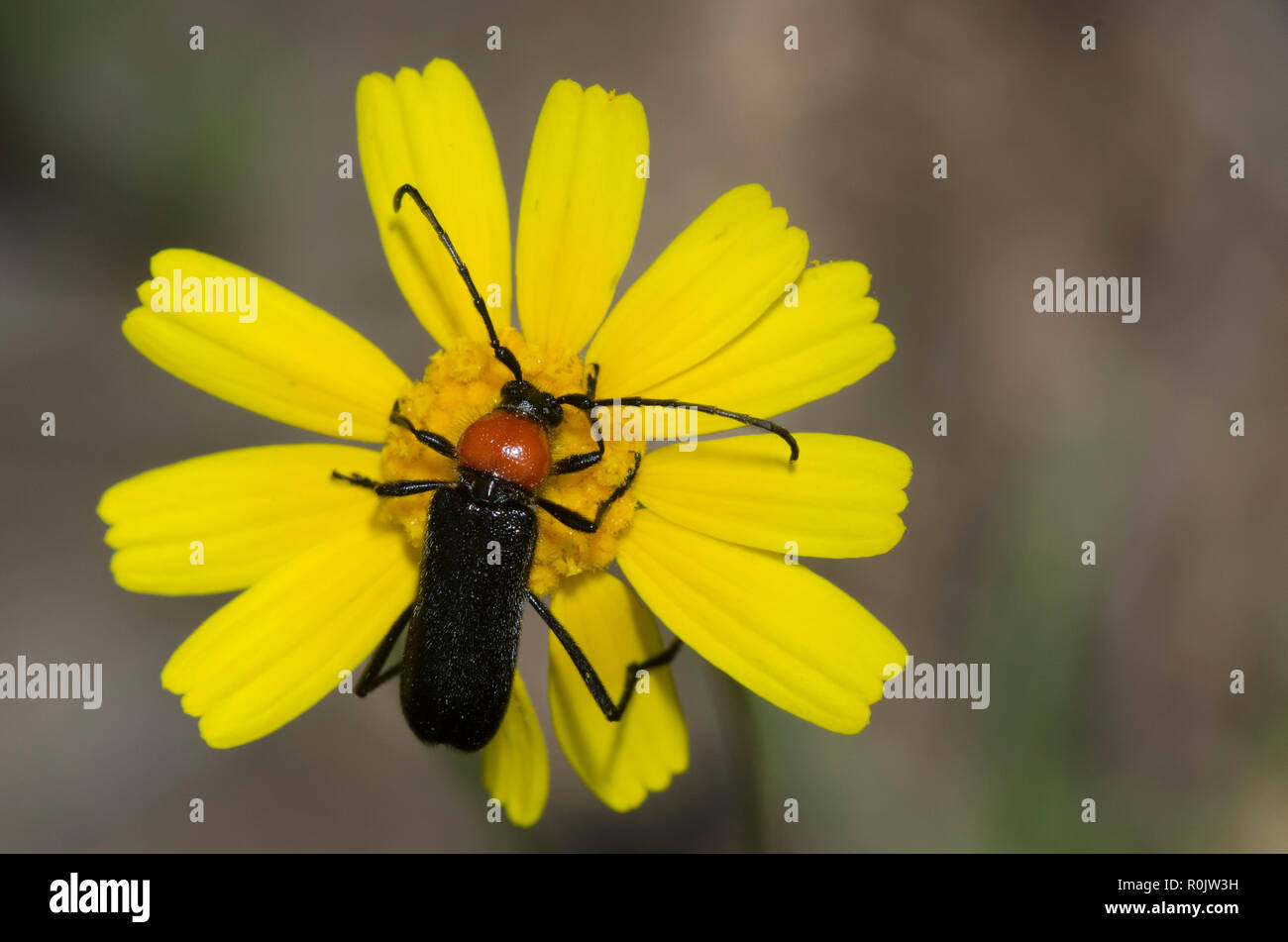 Long-horned Beetle, Batyle ignicollis Stock Photo