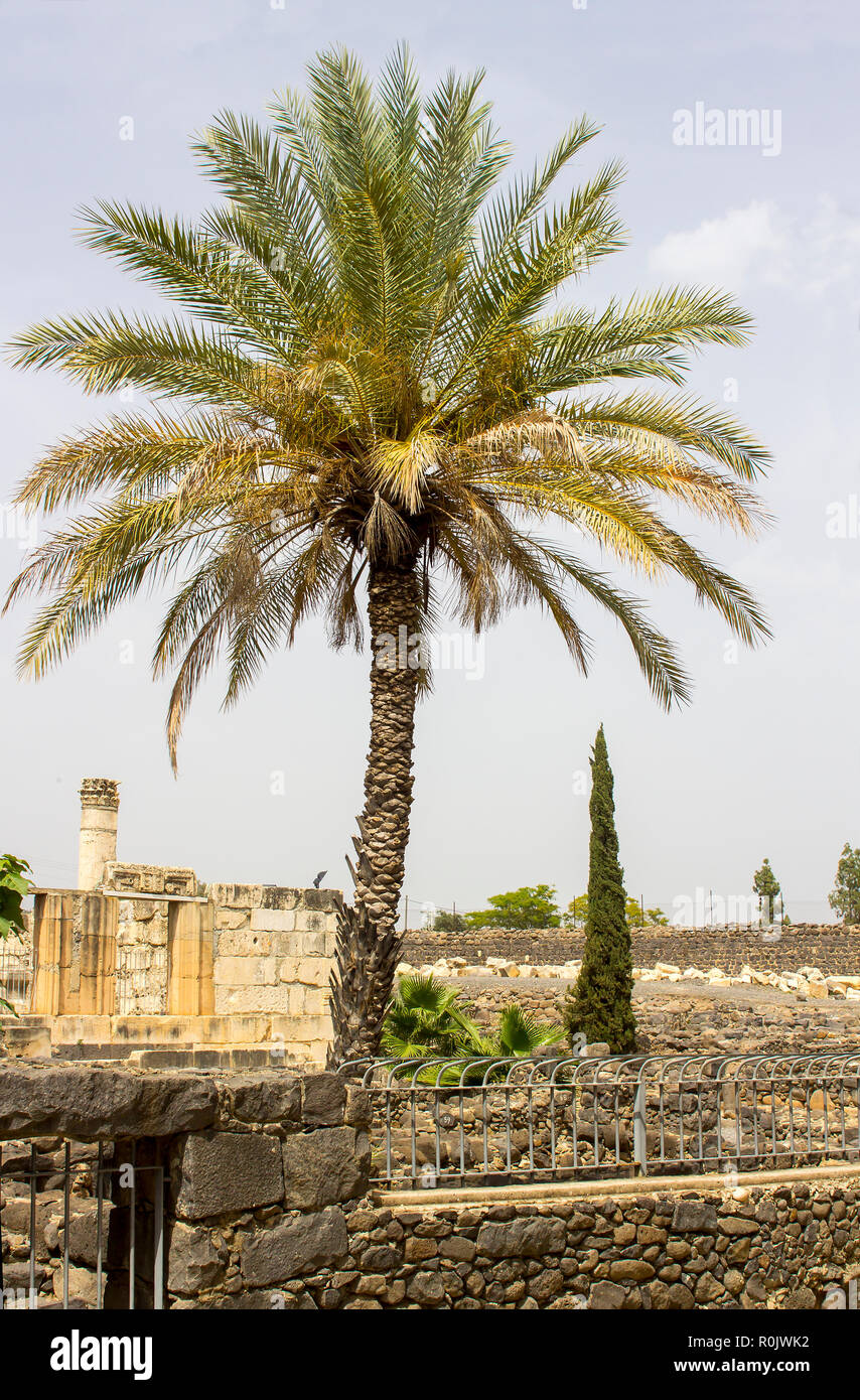 3 May 2018 A stately Palm tree beside the ruins of a first century Jewish Synagogue in the ancient town of Capernaum in Israel Stock Photo
