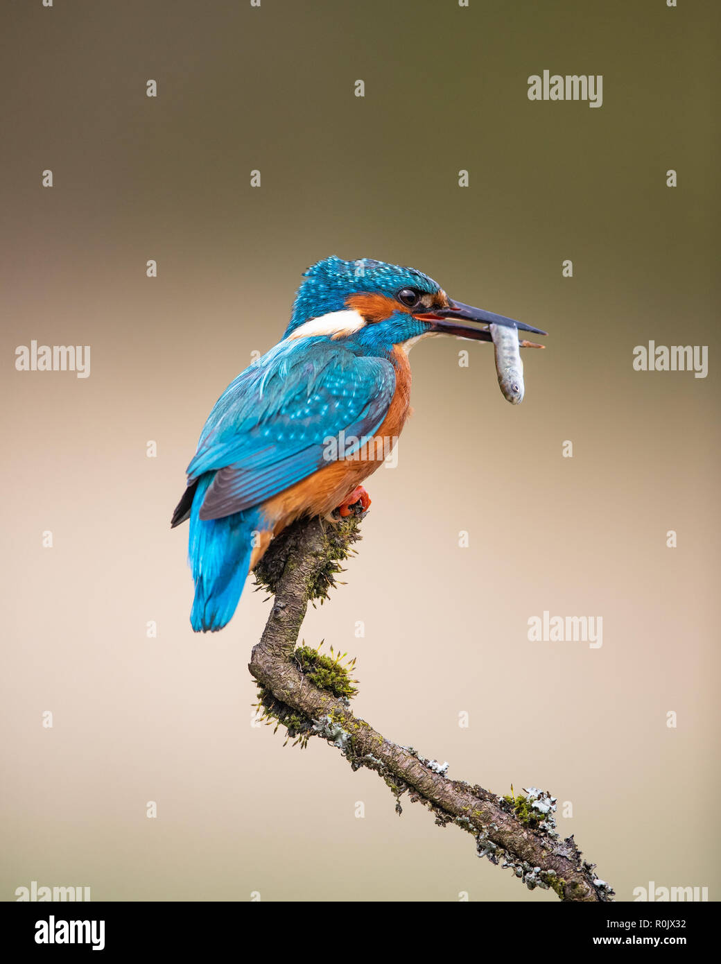 Eurasian Kingfisher (Alcedo atthis) with a fish perching on a twig, Scotland Stock Photo