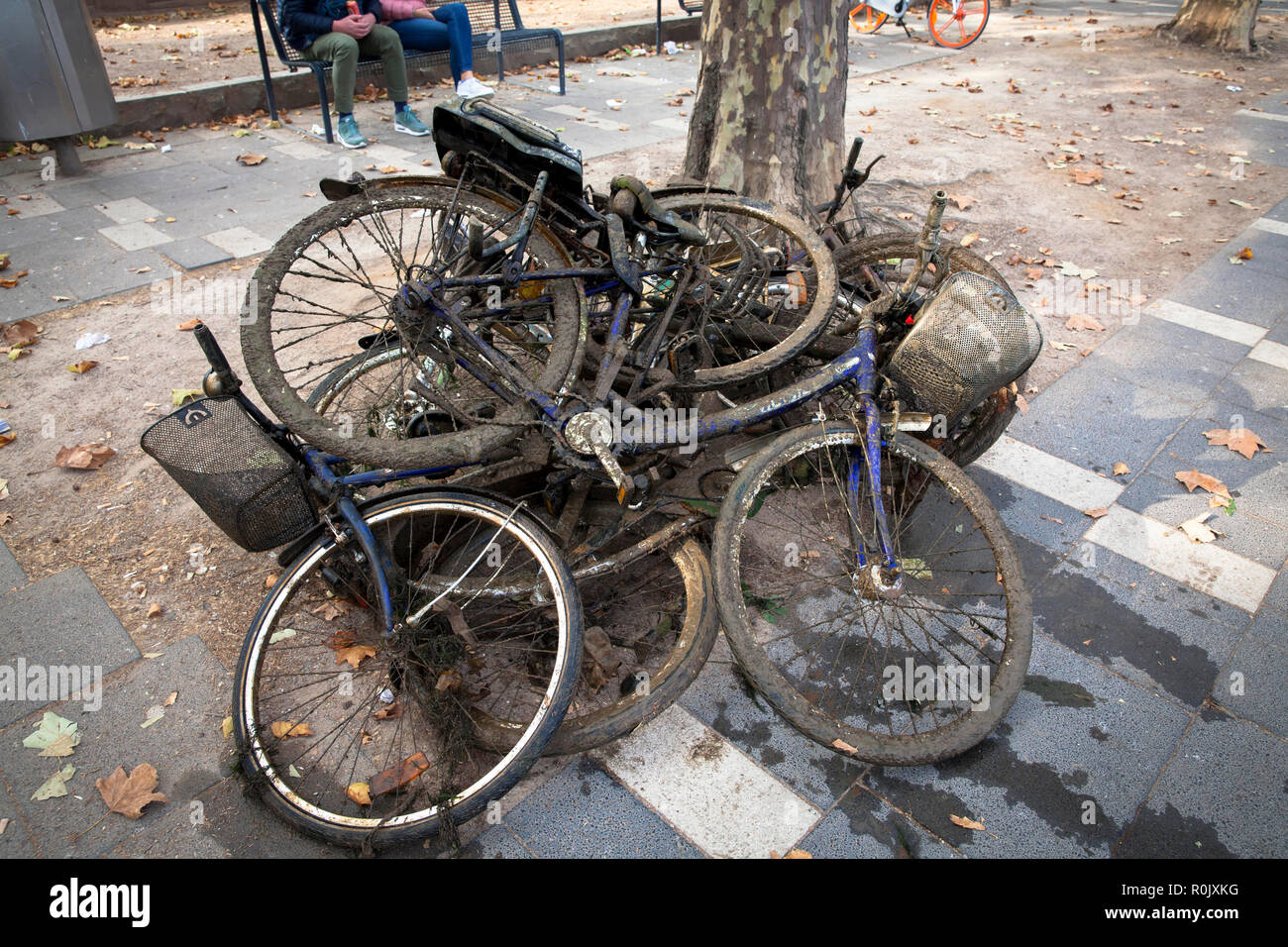at low water of the Rhine discovered and recovered mud covered bicycles lie on the riverbanks, Cologne, Germany.  bei Niedrigwasser des Rheins entdeck Stock Photo