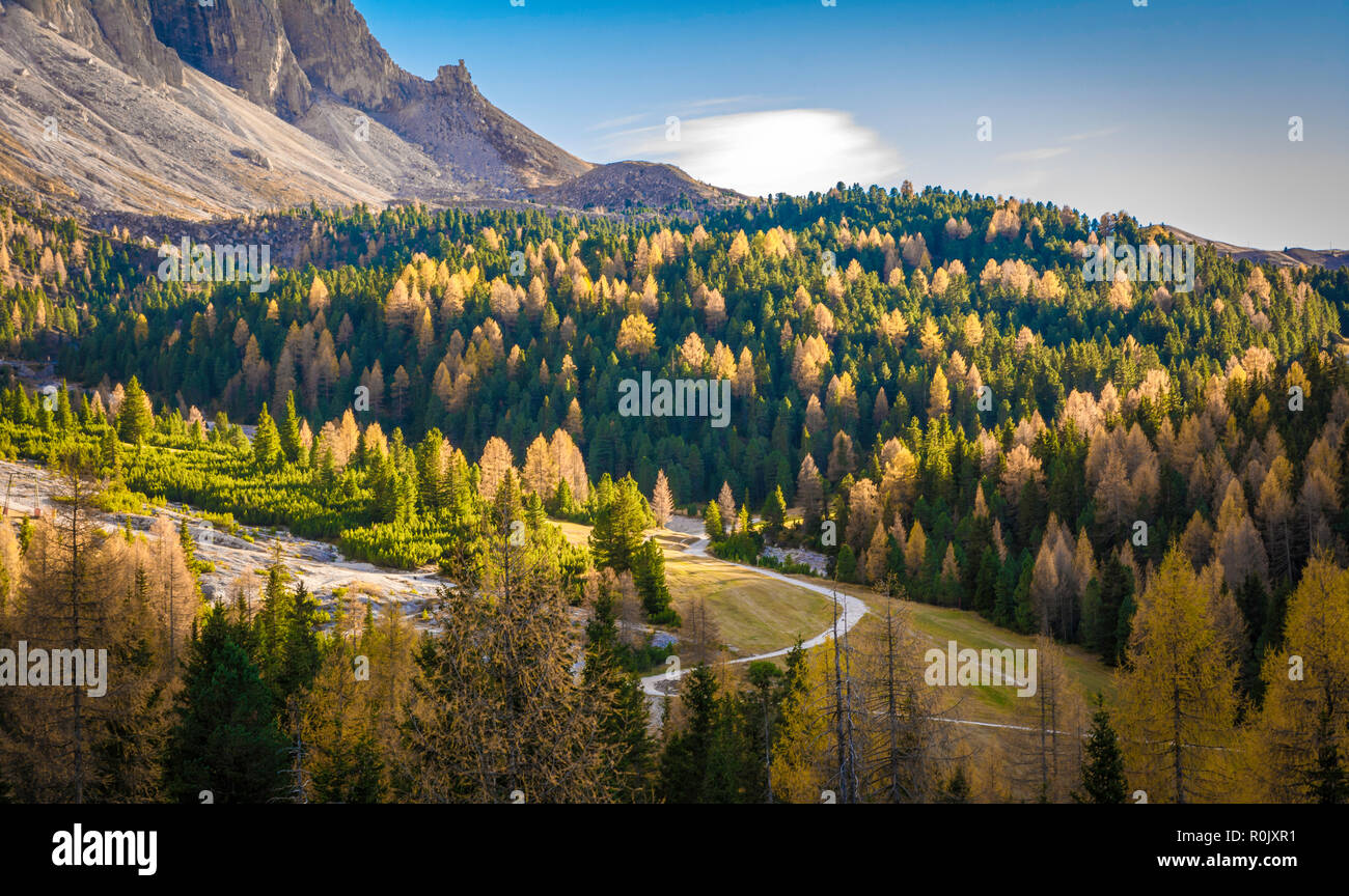 Heritage trees hires stock photography and images Alamy