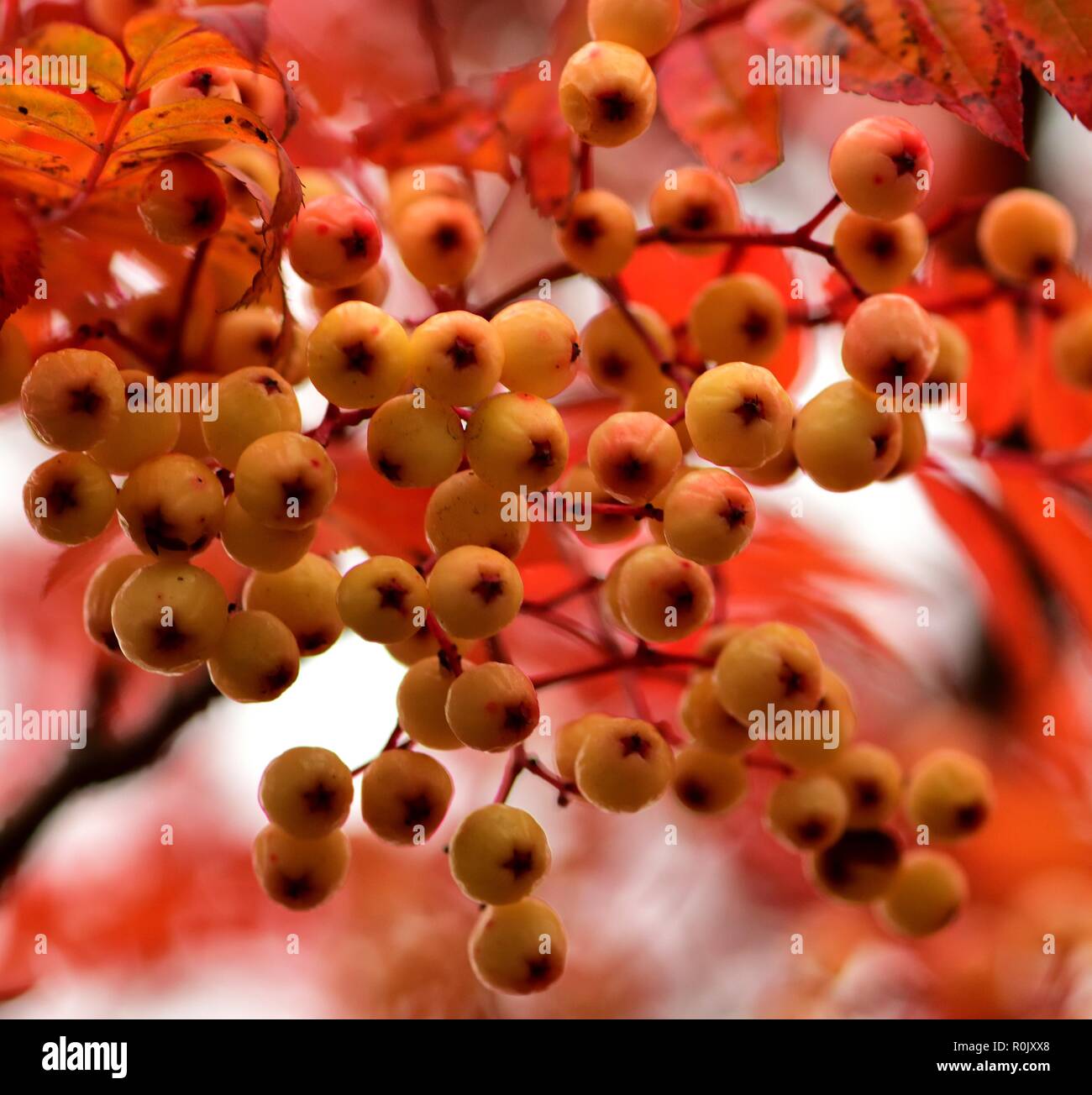 Closeup of yellow Rowan berries and red leaves Stock Photo