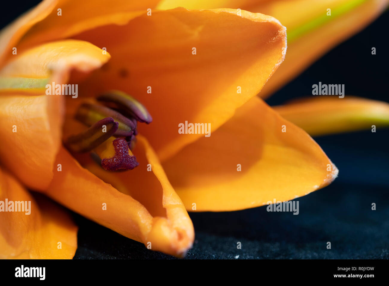 Orange lily close up Stock Photo