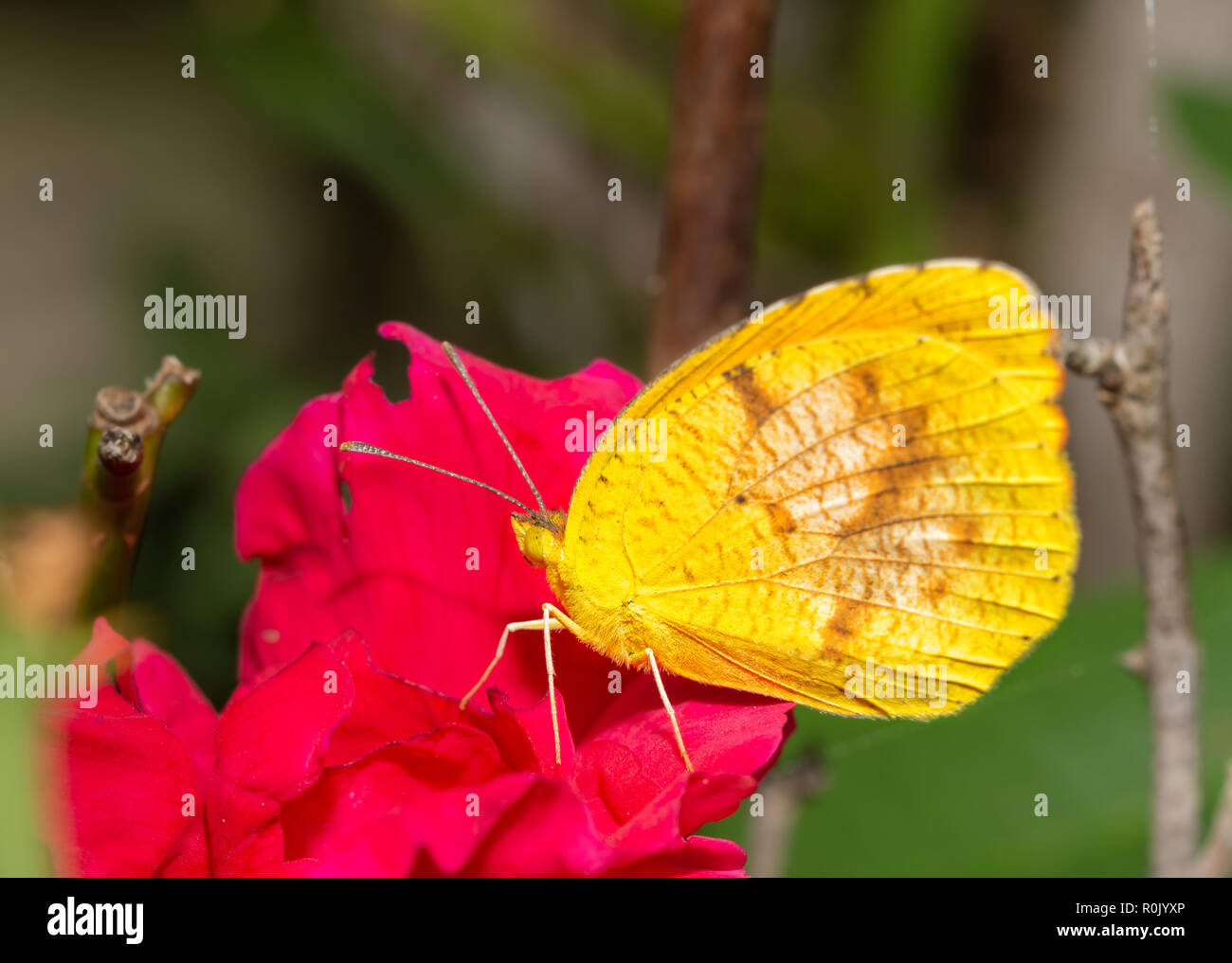 Tiny Eurema lisa, Little Yellow butterfly feeding on a hot pink rose in summer garden Stock Photo