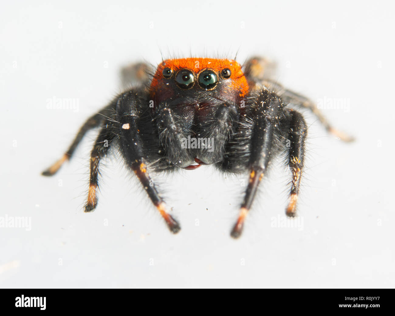 Beautiful black and orange Cardinal Jumping spider, Phidippus cardinalis, looking at the viewer, on white Stock Photo