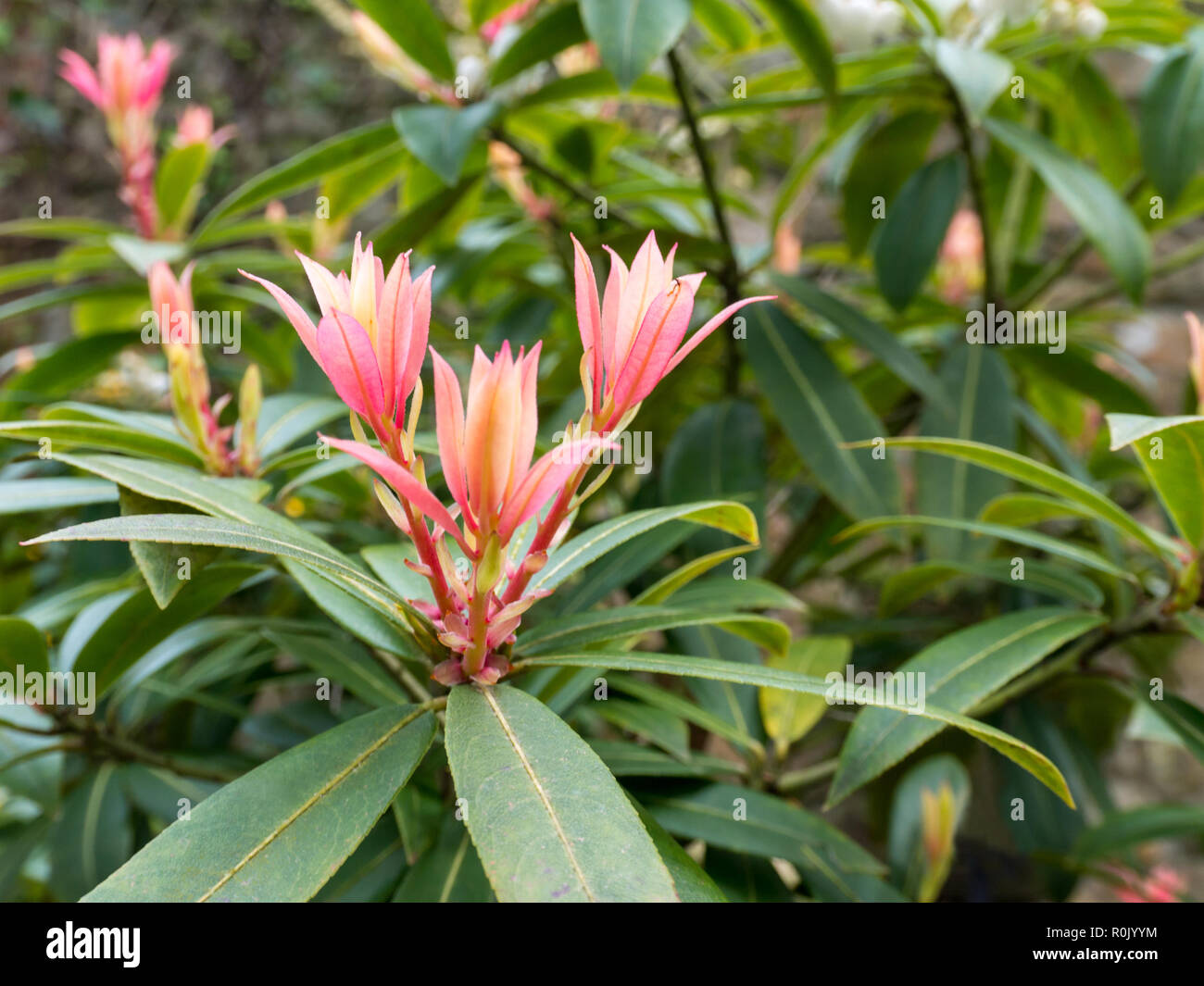 Pieris japonica or andromeda or fetterbush Ericaceae family plant. Brightly red coloured young shoot. Stock Photo