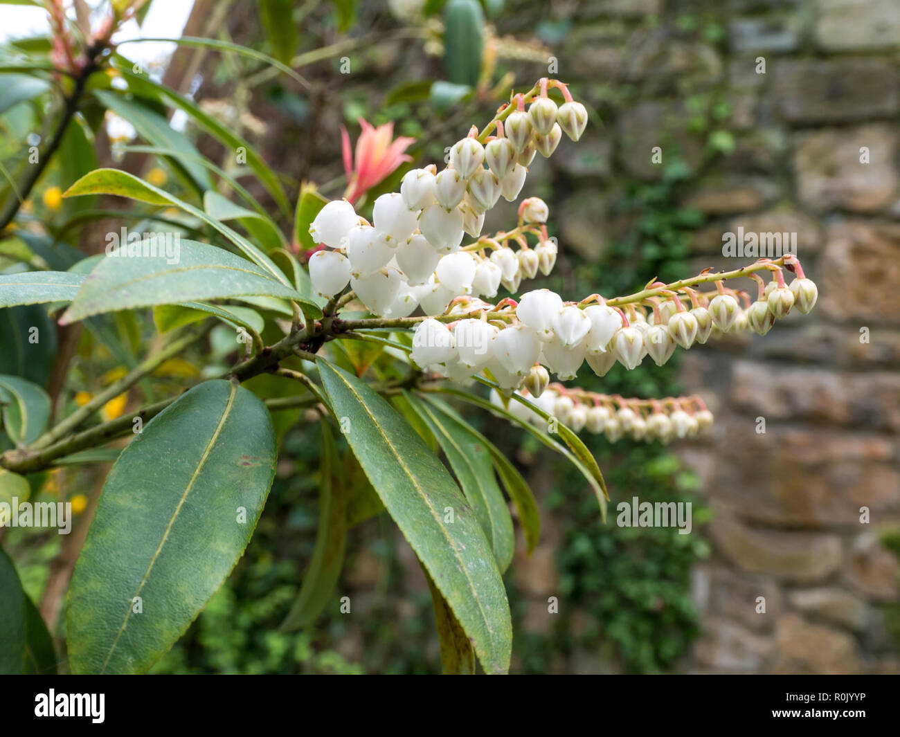 Pieris  japonica or andromeda or fetterbush Ericaceae family plant. White flowers and brightly coloured young leaves. Stock Photo