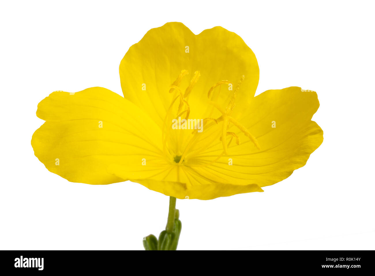 Common Evening Primrose Flower Isolated On White Stock Photo Alamy