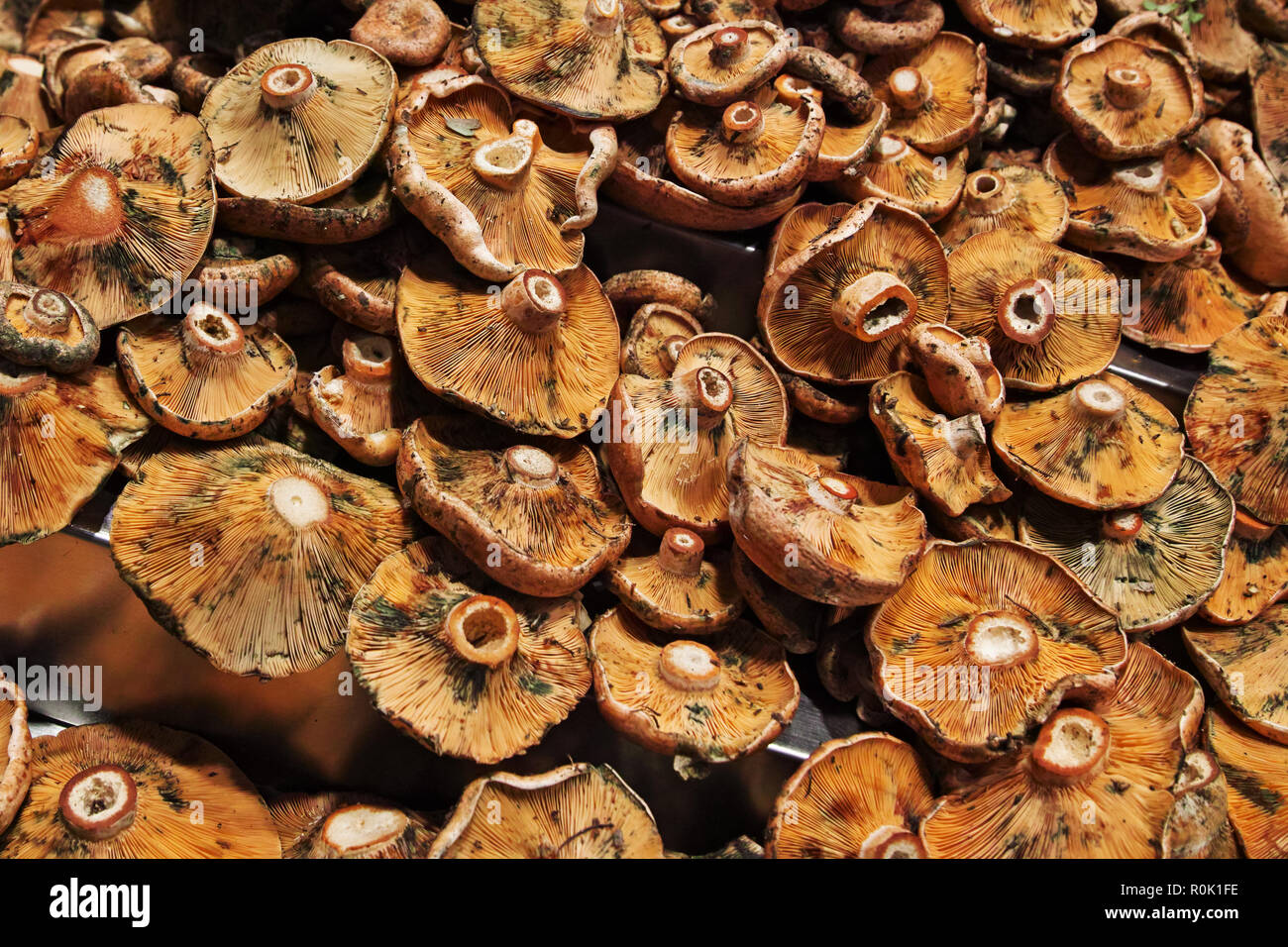 background of mushrooms Stock Photo