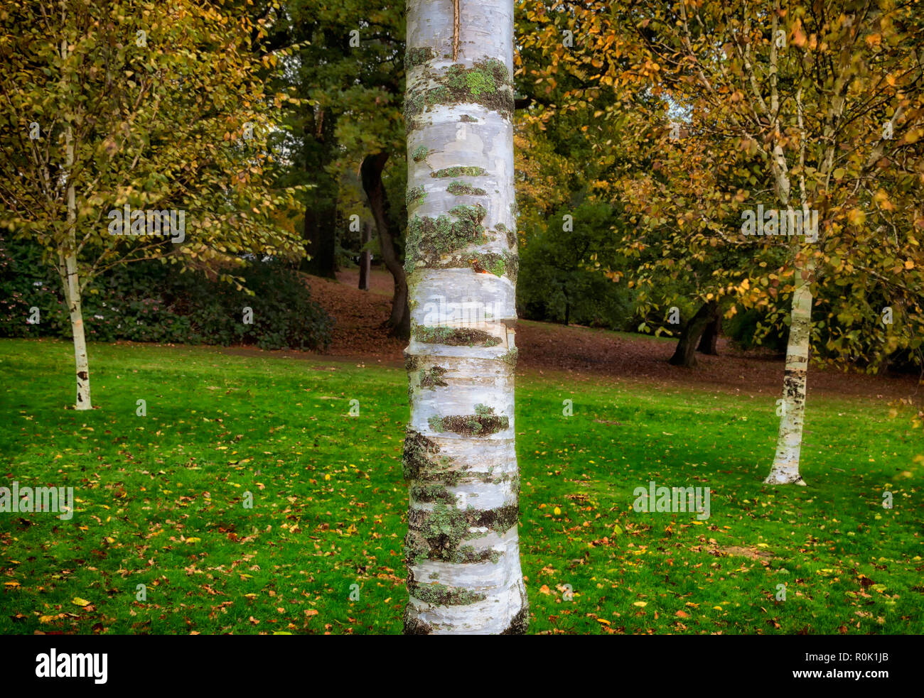 Silver birch trees in Clyne Gardens Stock Photo