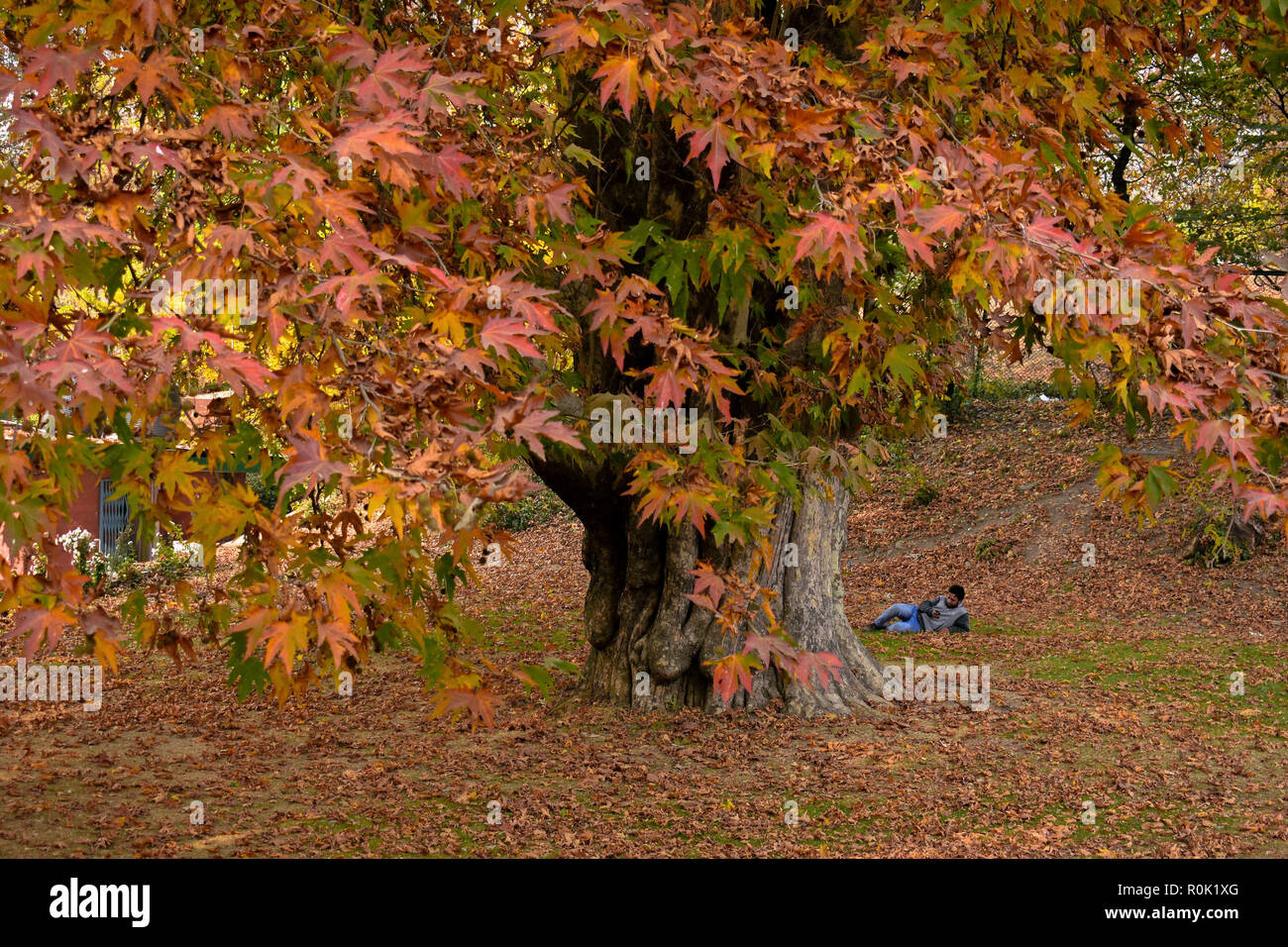 A man seen relaxing beneath a chinar tree during the autumn season . Autumn, locally known as Harud, is a season of harvesting in Kashmir with trees changing their colours while the days become shorter as winter approaches in Kashmir. Stock Photo