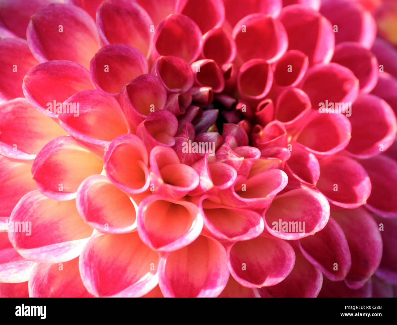 dahlia wisla variety, a closeup bright pink flower lit by sunlight, lots of tubular petals, illuminated by sunlight, part of a single flower Stock Photo