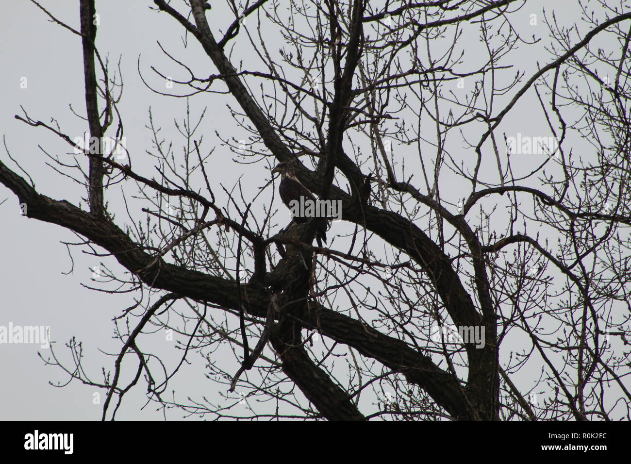 Eaglet in tree Stock Photo