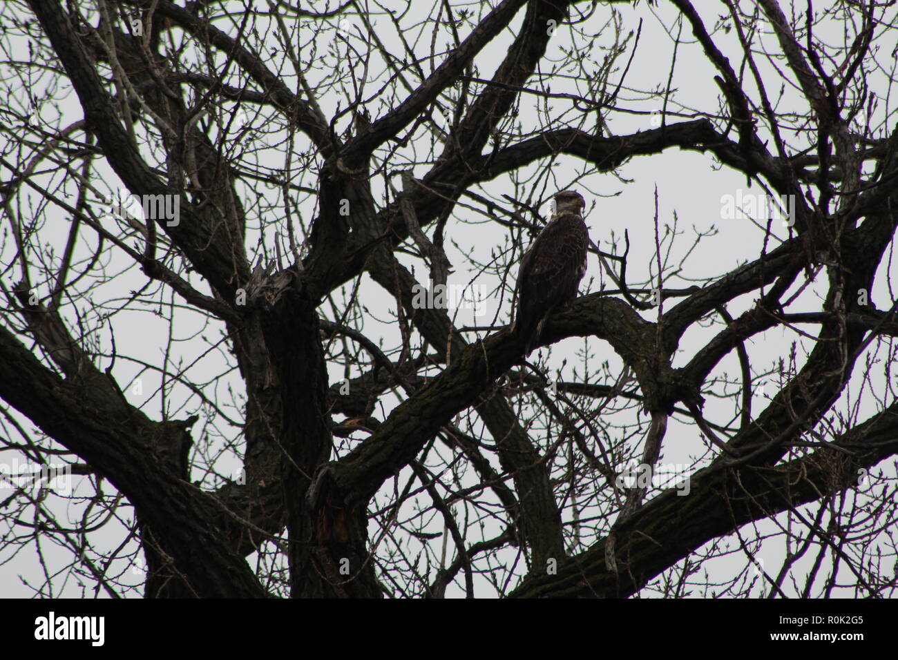 Eaglet in tree Stock Photo