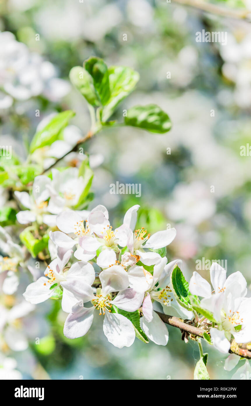 Branch of blossoming apple-tree, close-up Stock Photo