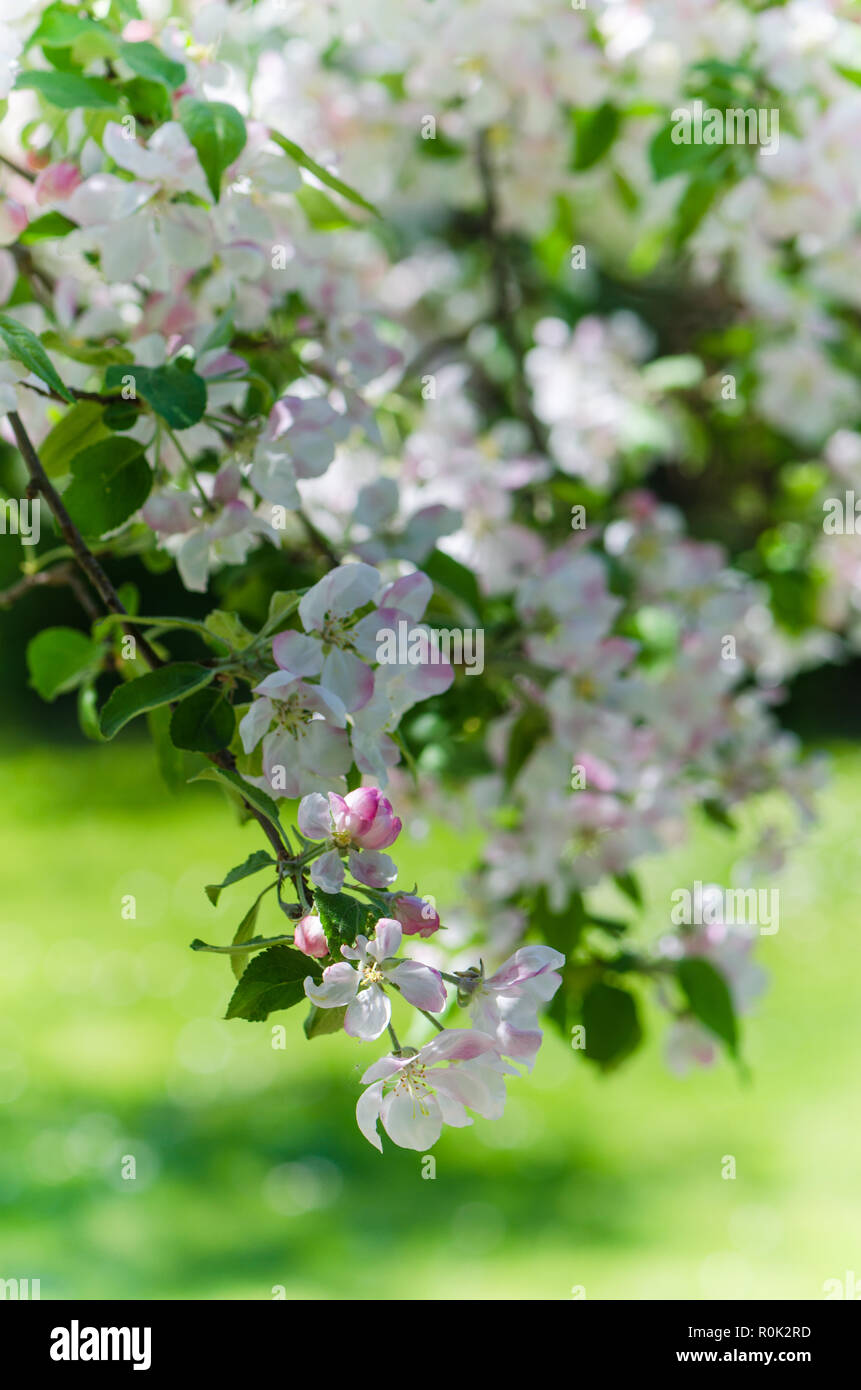 Branch of blossoming apple-tree, close-up Stock Photo