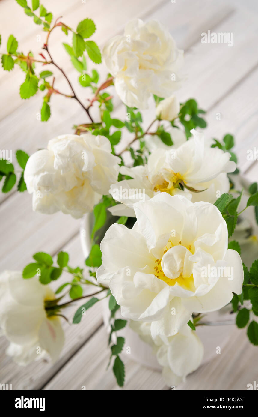 Bouquet of white garden roses, close-up Stock Photo
