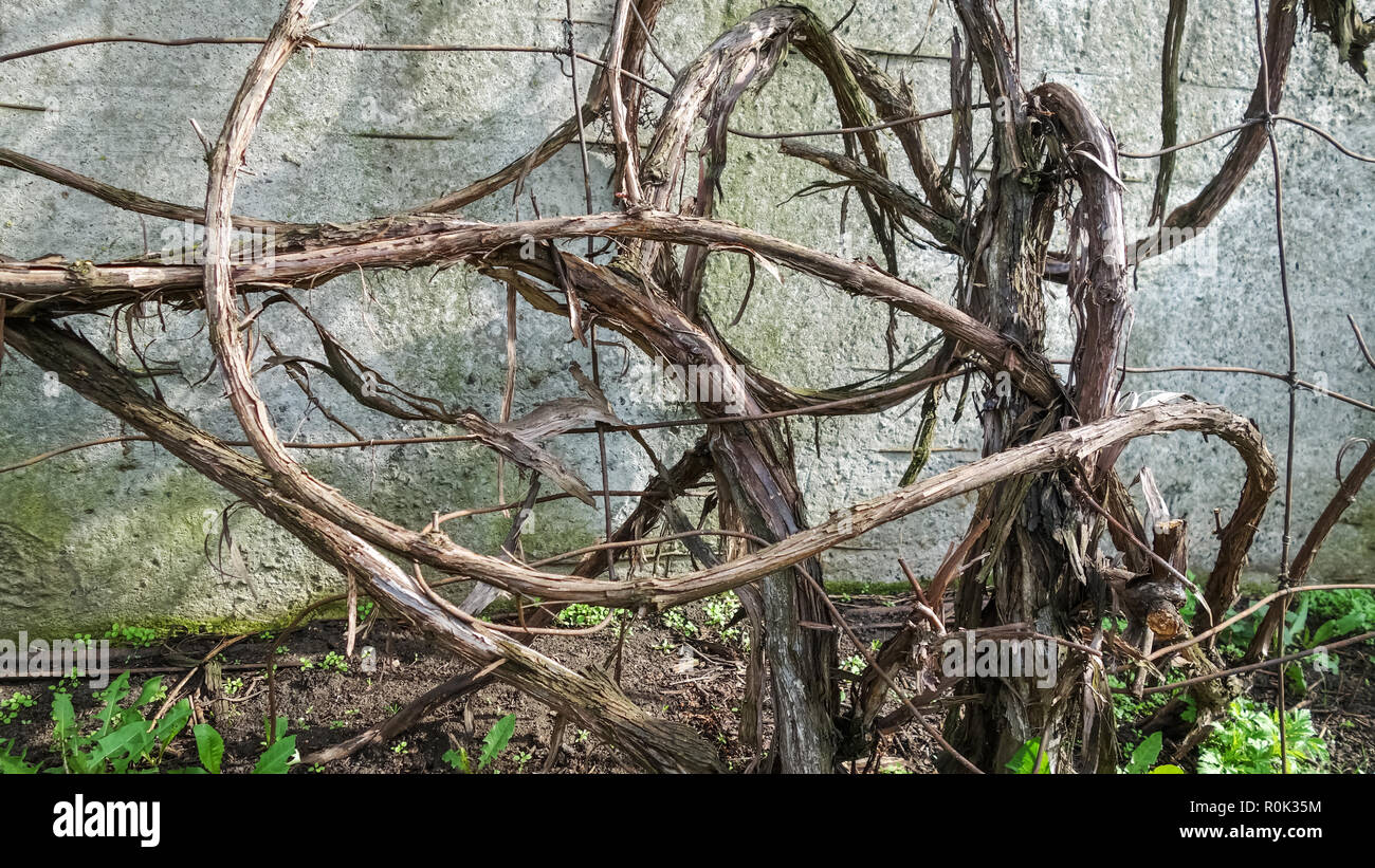 Dry branches grapevine on the background wall Stock Photo