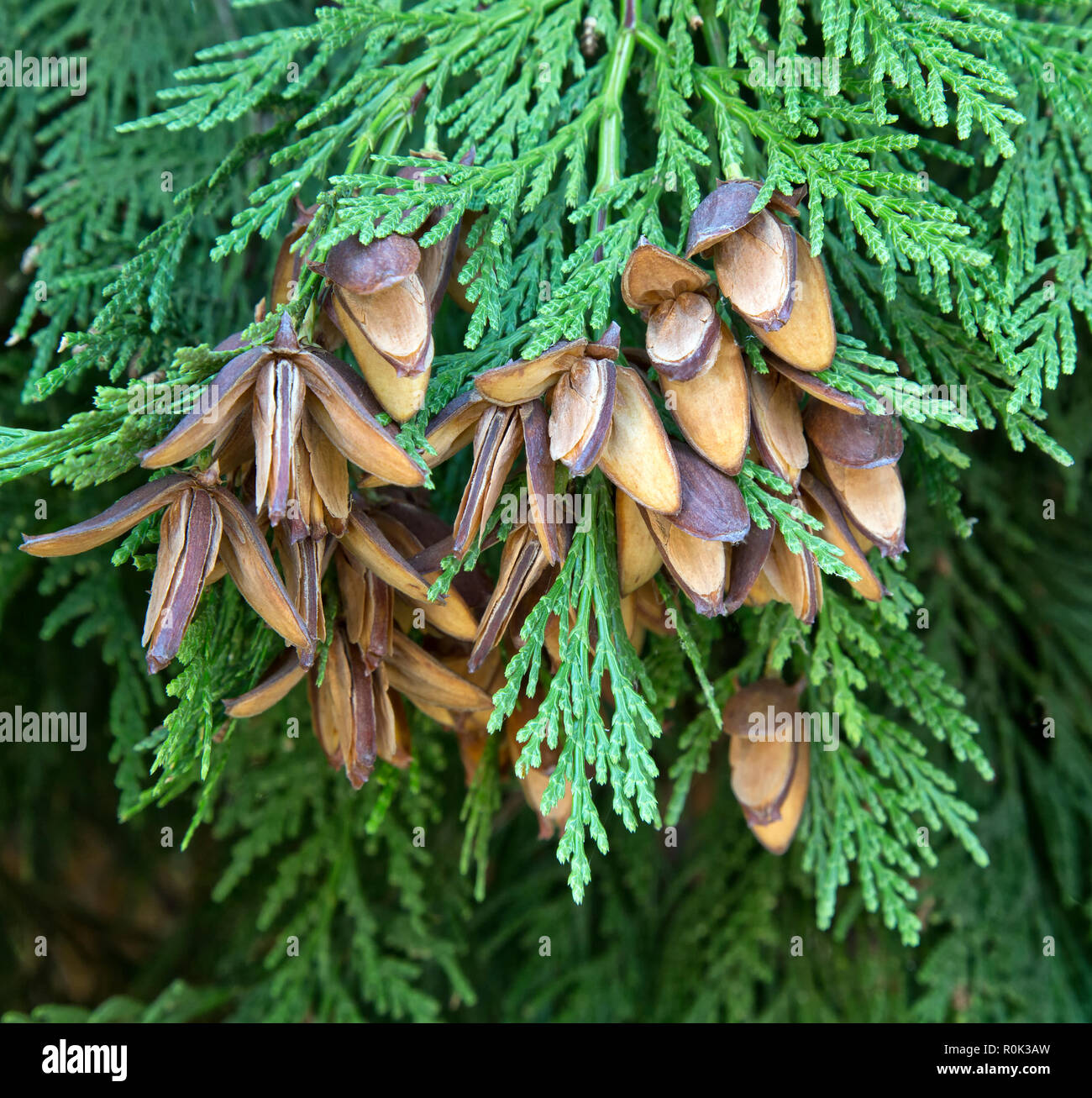 Incense Cedar branch with open cones,   'Calocedrus decurrens.. Stock Photo