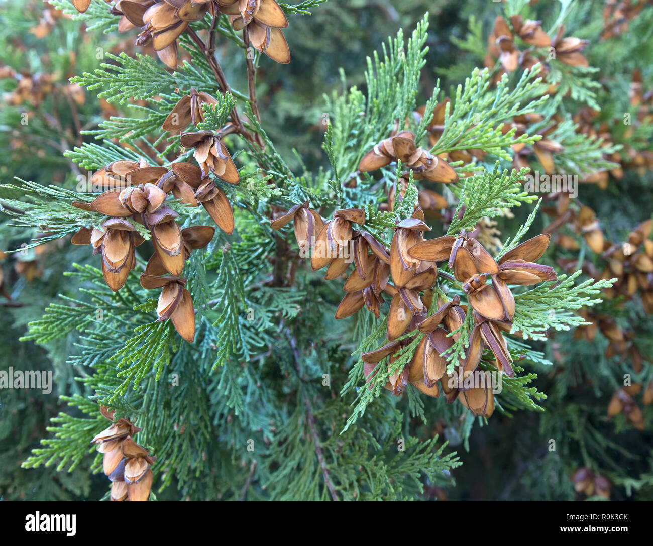 Incense Cedar branch with open cones,   'Calocedrus decurrens.. Stock Photo