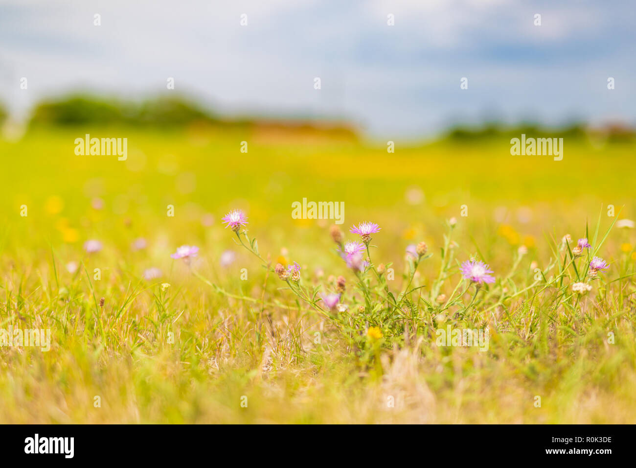 Meadow landscape in summer hi-res stock photography and images - Alamy