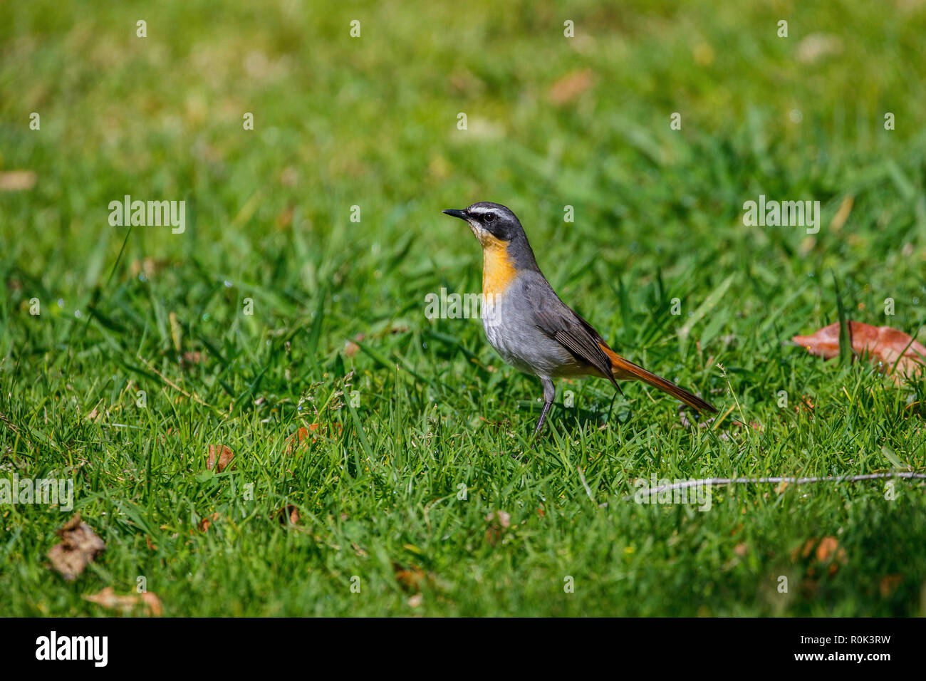 Cape RobinChat Dessonornis caffer Kirstenbosch Botanical Garden, Cape
