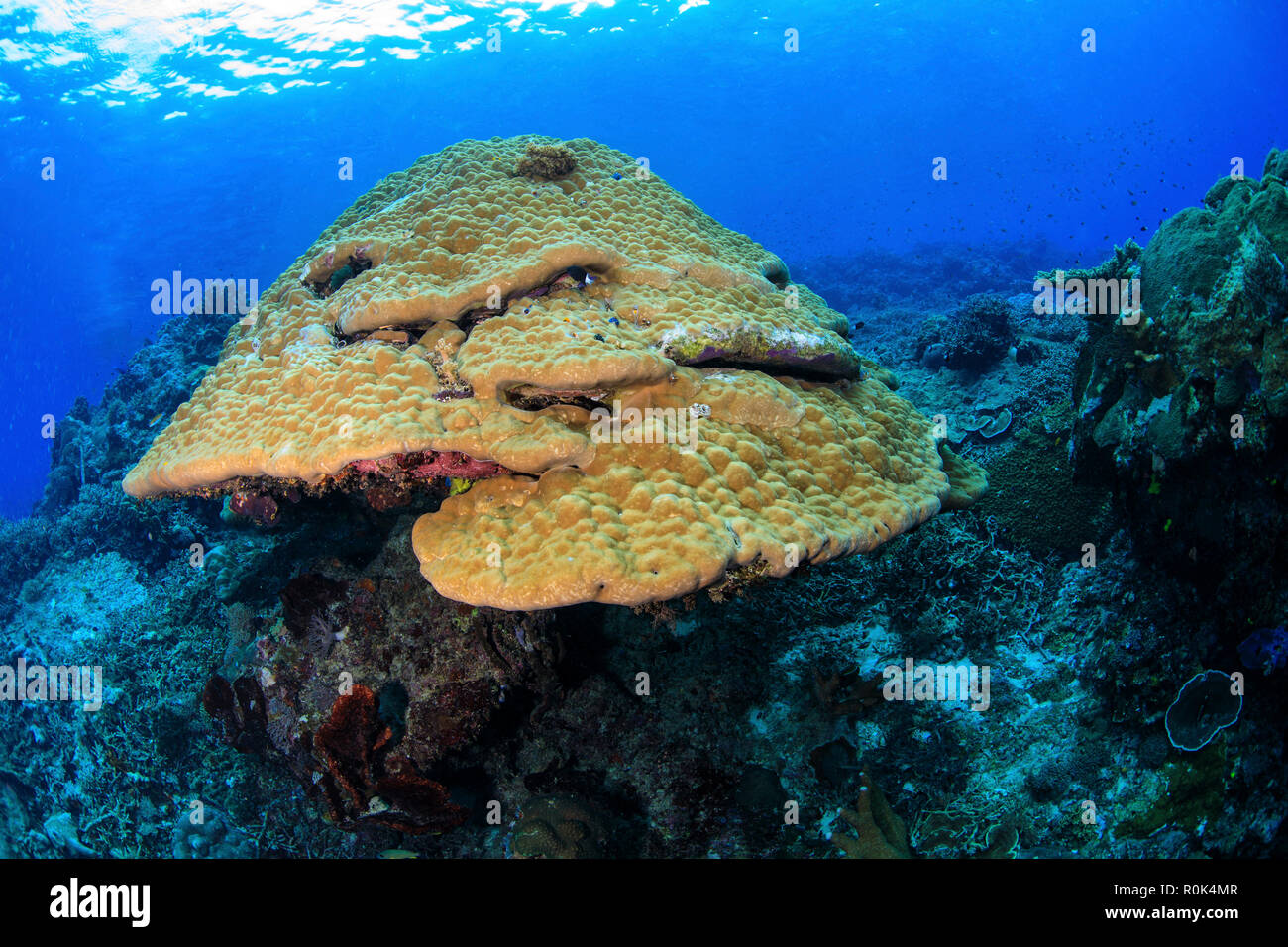 Very large mustard hill coral (Porites astreoides) in Maratua, Indonesia. Stock Photo