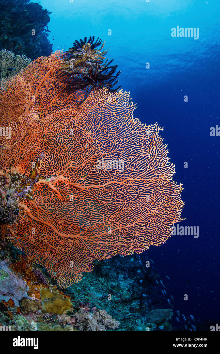 Very large sea fan, Maratua, Indonesia. Stock Photo