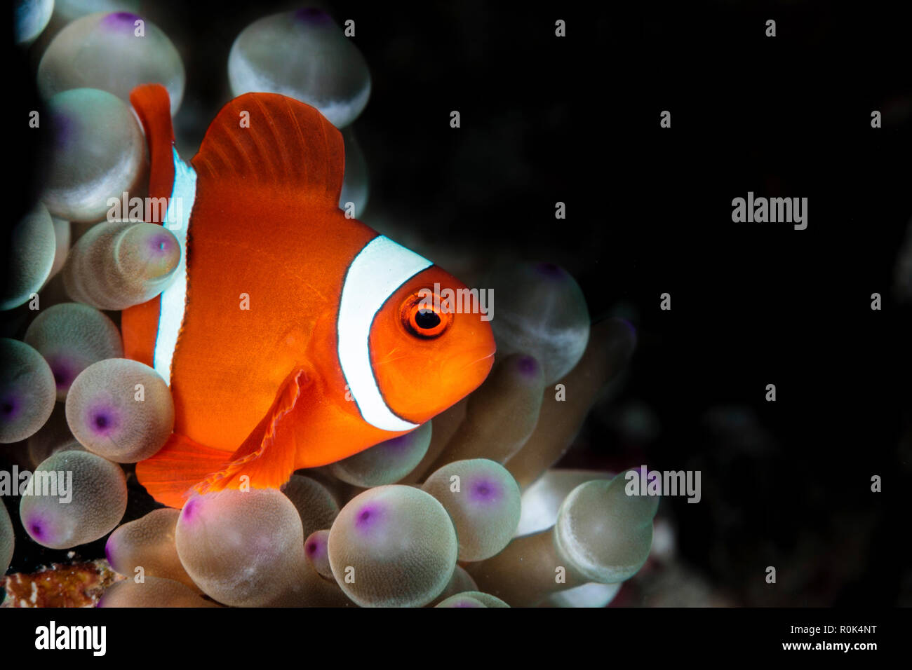 Amphiprion oceallaris anemonefish in the bubble-tip anemone. Stock Photo