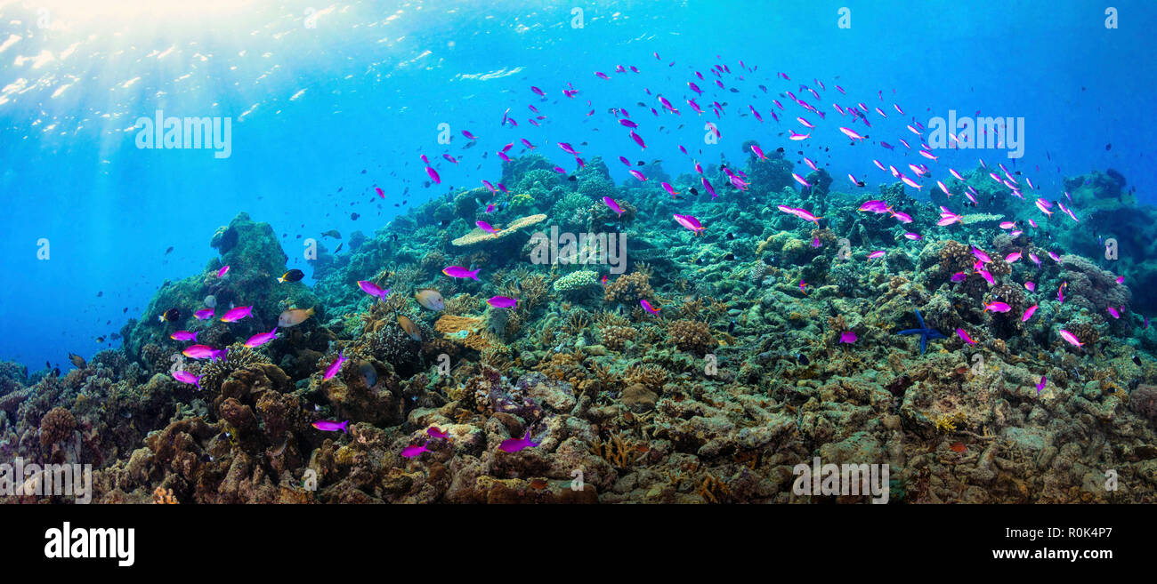 Fusilier fish swimming the reefs of Maratua, Indonesia. Stock Photo