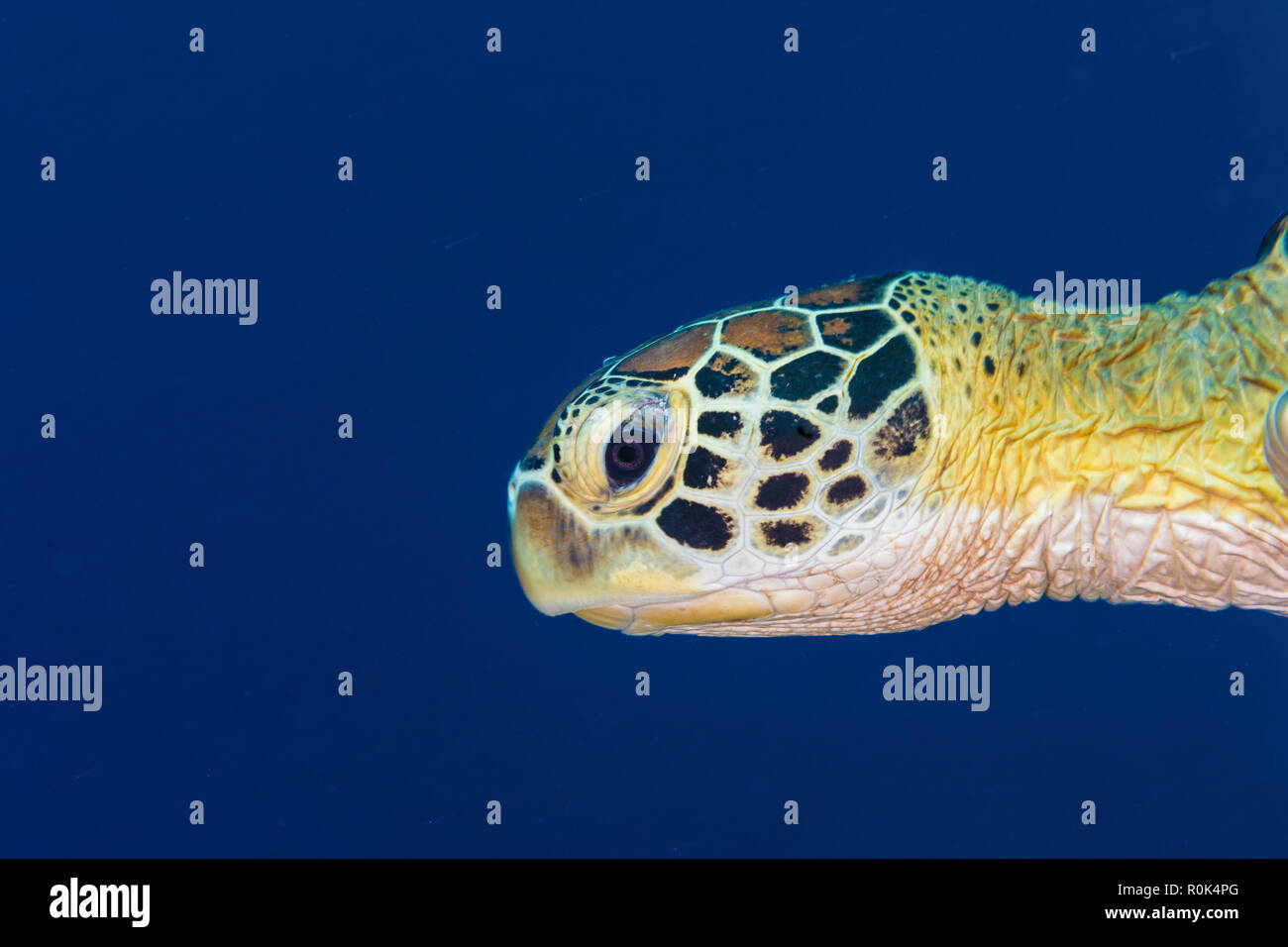 Portrait of a green turtle in the waters of Maratua, Indonesia. Stock Photo