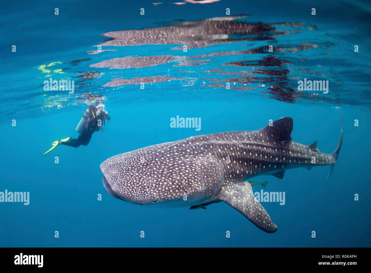 Diver photographing a whale shark. Stock Photo