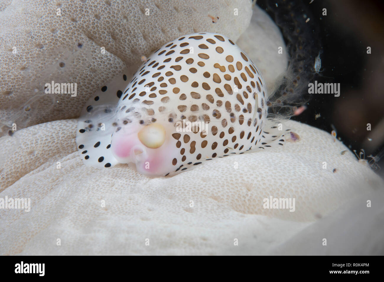 Little egg cowry on soft coral, Indonesia. Stock Photo