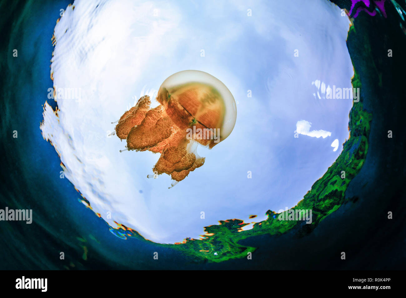 Fish-eye lens view of a jellyfish, blue sky and the surrounding lush forest. Stock Photo