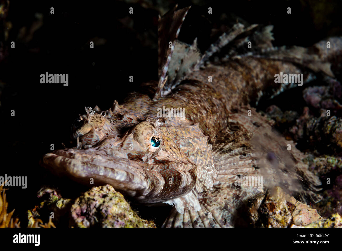 Portrait of a crocodilefish (Cymbacephalus beauforti). Stock Photo