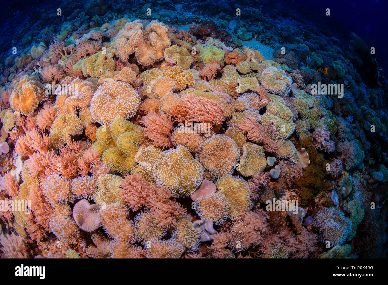 Colorful soft corals of Sengalaki, Indonesia. Stock Photo