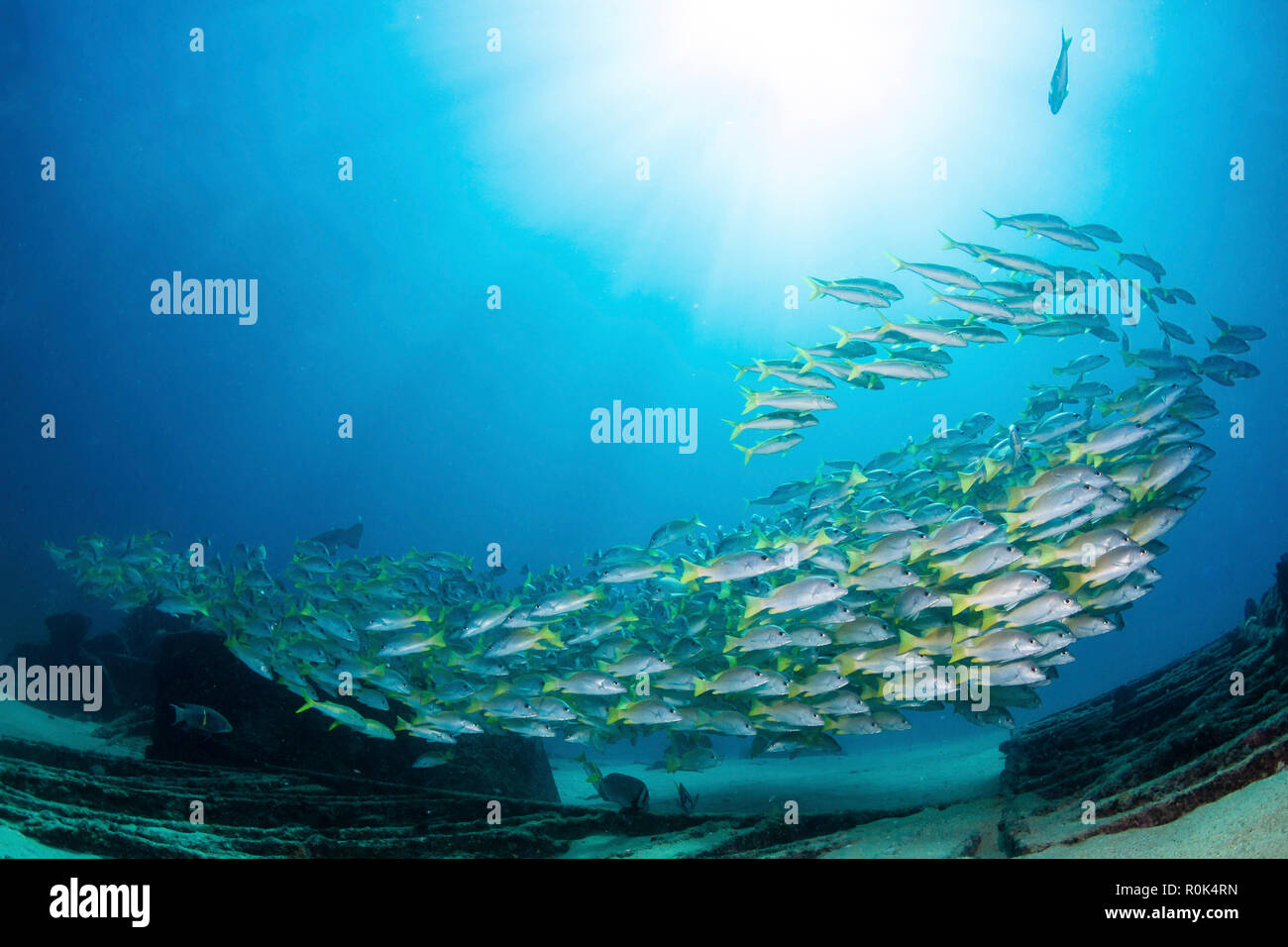 School of yellow snapper swimming over the wreck of El Vencedor in the Sea of Cortez. Stock Photo