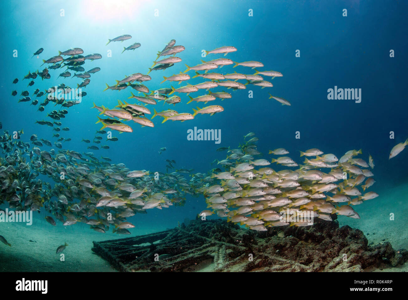 School of yellow snapper swimming over the wreck of El Vencedor in the Sea of Cortez. Stock Photo