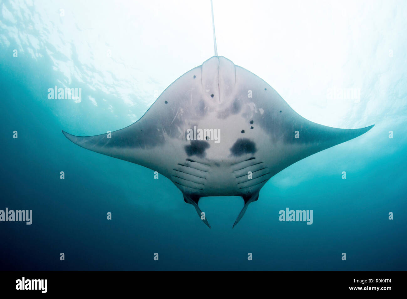 Belly view of a reef manta ray, Nusa Penida, Indonesia. Stock Photo