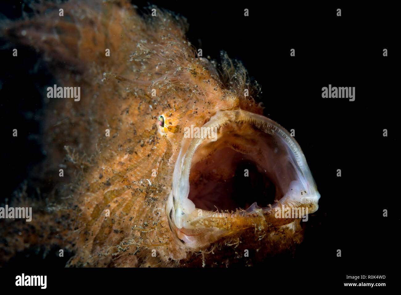 A hairy frogfish shows the full extention of its mouth in Lembeh, Indonesia. Stock Photo