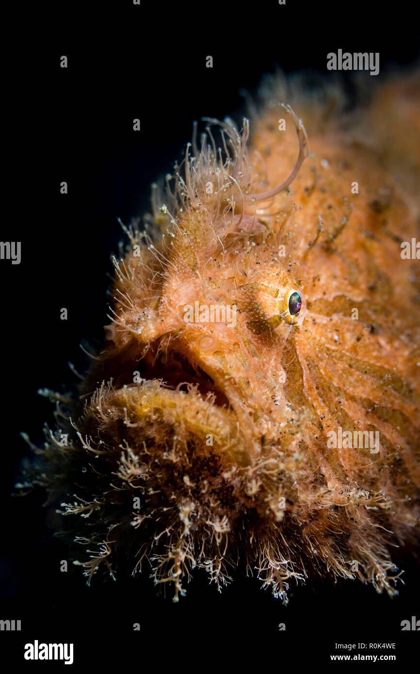 Portrait of a hairy frogfish in Lembeh Strait, Indonesia. Stock Photo