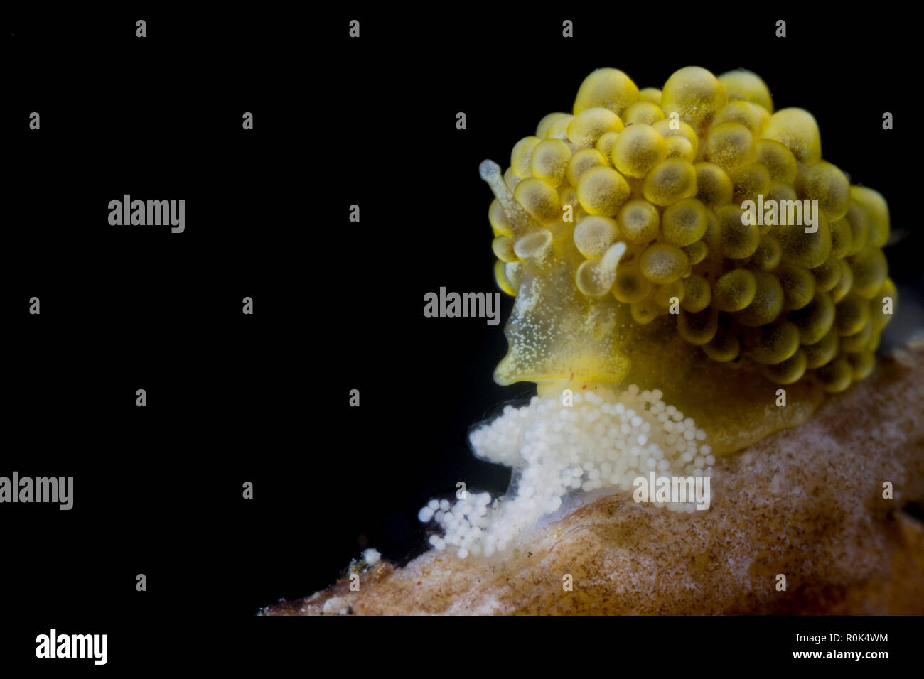 Doto ussi nudibranch watching over its eggs, Lembeh Strait, Indonesia. Stock Photo