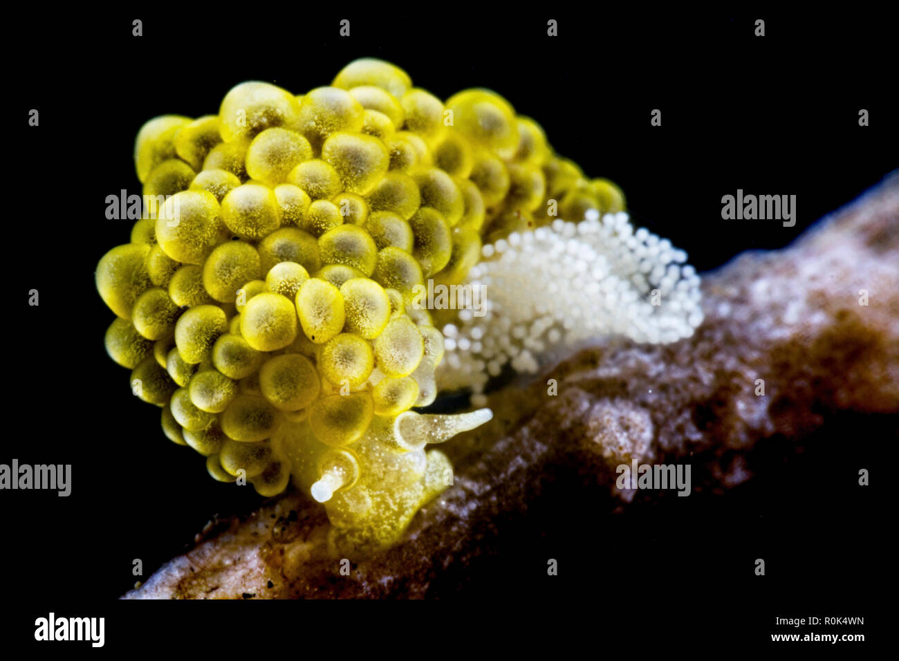 Doto ussi nudibranch watching over its eggs, Lembeh Strait, Indonesia. Stock Photo