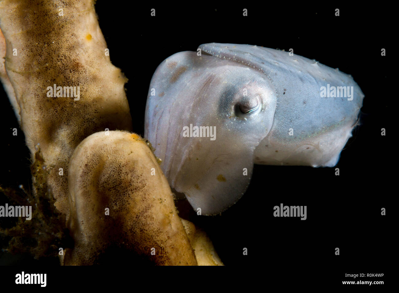 Tiny broadclub cuttlefish, Lembeh Strait, Indonesia. Stock Photo