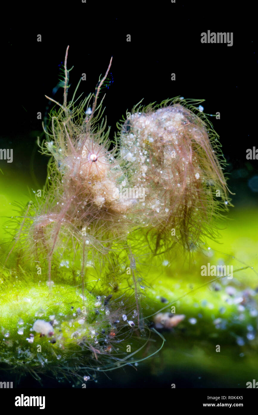 Hairy shrimp dancing on the leaves of algae, Lembeh Strait, Indonesia. Stock Photo
